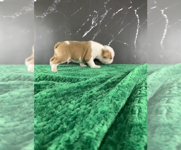 Medium Photo #23 Boston Terrier Puppy For Sale in TULARE, CA, USA
