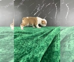 Small Photo #167 Boston Terrier Puppy For Sale in TULARE, CA, USA