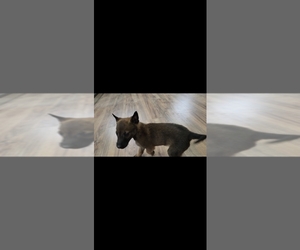 Belgian Malinois Puppy for sale in ROCHESTER, MN, USA