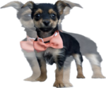 Small Photo #2 Yorkshire Terrier Puppy For Sale in LANCASTER, PA, USA