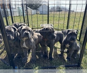 Cane Corso-Great Dane Mix Litter for sale in YORK, SC, USA