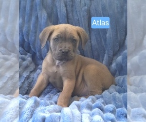 Cane Corso Puppy for sale in MINERAL WELLS, WV, USA