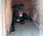Small #1 Labrador Retriever Mix