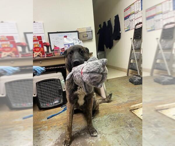 Medium Photo #6 Dutch Shepherd -Unknown Mix Puppy For Sale in Imlay City, MI, USA
