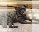 Small Photo #7 Poodle (Miniature) Puppy For Sale in Mission Viejo, CA, USA