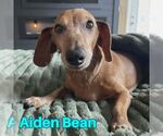 Small #2 Dachshund