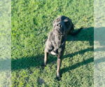 Small #4 Mastador
