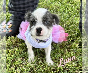 Jack Russell Terrier-Unknown Mix Dogs for adoption in HOUSTON, TX, USA