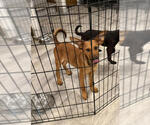 Small #5 Airedale Terrier Mix