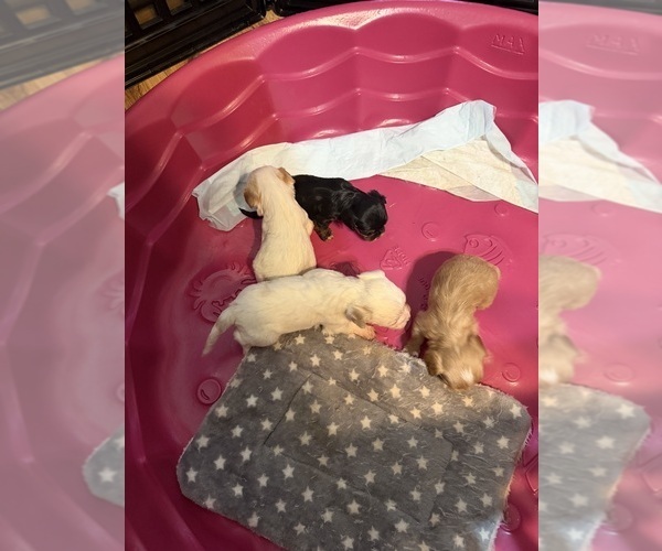 Medium Photo #1 Cavanese-Havanese Mix Puppy For Sale in HIGHLANDVILLE, MO, USA