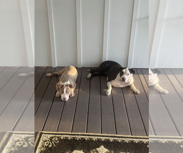 Medium Photo #3 American Pit Bull Terrier-Unknown Mix Puppy For Sale in Brewster, NY, USA