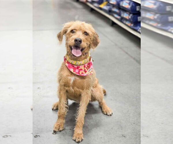 Medium Photo #2 Golden Retriever-Unknown Mix Puppy For Sale in Sandy, UT, USA