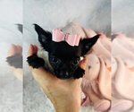 Small Chihuahua