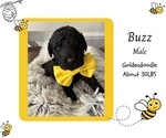 Puppy Buzz Goldendoodle