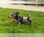 Small #4 Dachshund