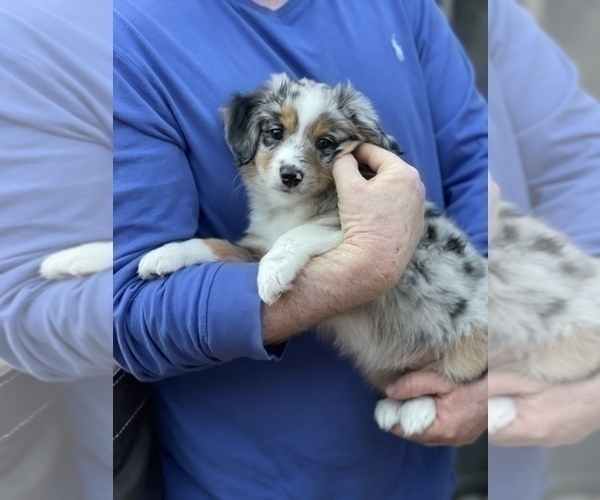 Medium Photo #5 Miniature Australian Shepherd Puppy For Sale in FORT MYERS, FL, USA
