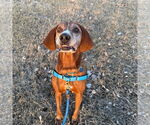 Small #8 Coonhound