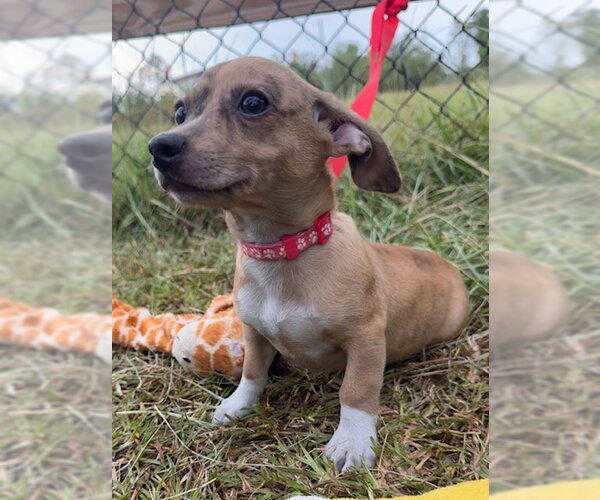 Medium Photo #4 Chihuahua-Unknown Mix Puppy For Sale in Tarrytown, GA, USA