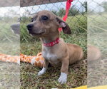Small #3 Chihuahua Mix