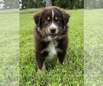 Small Photo #3 Australian Shepherd Puppy For Sale in NEOSHO, MO, USA