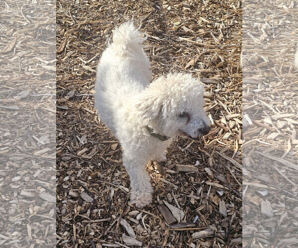 Medium Photo #6 Bichon Frise Puppy For Sale in Bloomingdale, NJ, USA