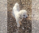 Small #5 Bichon Frise