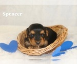 Small #1 Yorkshire Terrier