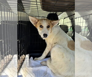 Sunshine - TRAINING CAMP - Female Unknown-pomeranian spitz Mix Dog for Adoption - Photo #2