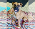 Small #9 Boxer