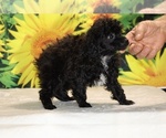 Jasper - Male Poodle (Toy) Puppy for Sale - Photo #9