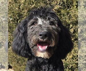 Aussiedoodle Dogs for adoption in Albuquerque, NM, USA