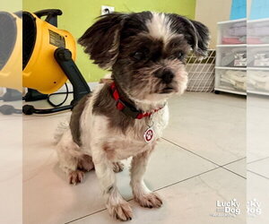 Lucero - Female Shih Tzu-Unknown Mix Dog for Adoption - Photo #3
