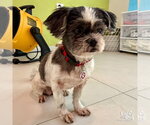 Small Photo #3 Shih Tzu-Unknown Mix Puppy For Sale in Washington, DC, USA