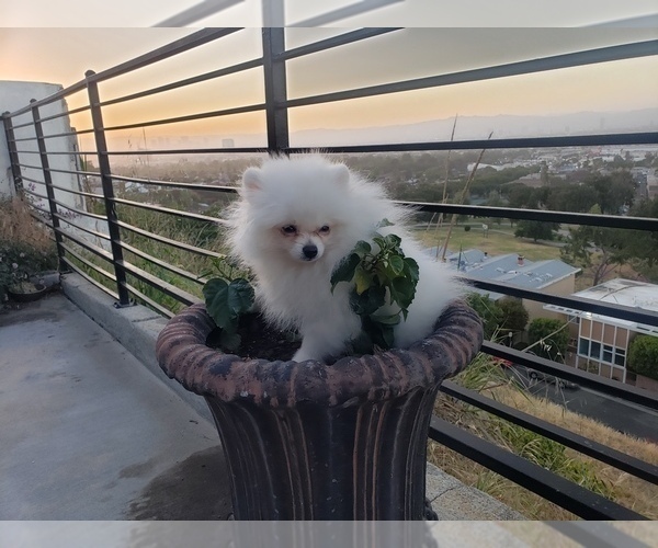Medium Photo #1 Pomeranian Puppy For Sale in BALDWIN HILLS, CA, USA