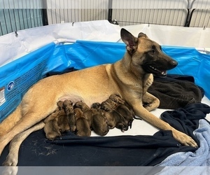 Belgian Malinois Puppy for sale in SAINT GEORGE, UT, USA