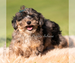Small #3 Yorkipoo