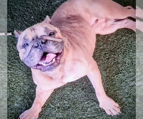 Medium Photo #2 Free-Lance Bulldog Puppy For Sale in Oakland Park, FL, USA