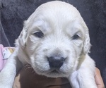 Small Photo #9 Golden Retriever Puppy For Sale in MODESTO, CA, USA