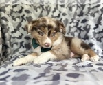 Small #2 Miniature Australian Shepherd