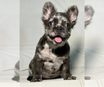 Small Photo #2 French Bulldog Puppy For Sale in SAG HARBOR, NY, USA