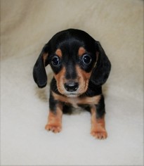 Dachshund Puppy for sale in LEES SUMMIT, MO, USA