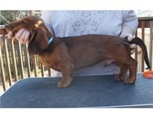Dachshund Puppy for sale in KENNEWICK, WA, USA