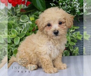 Bichpoo Puppy for sale in NARVON, PA, USA