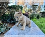 Small #133 French Bulldog