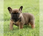 Small #4 French Bulldog