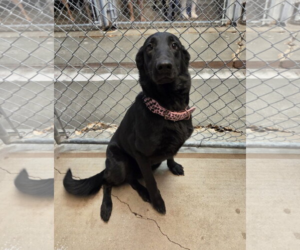 Medium Photo #3 German Shepherd Dog Puppy For Sale in El Centro, CA, USA