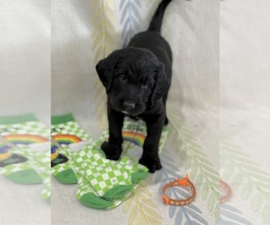 Labradoodle Puppy for sale in PRESCOTT VALLEY, AZ, USA
