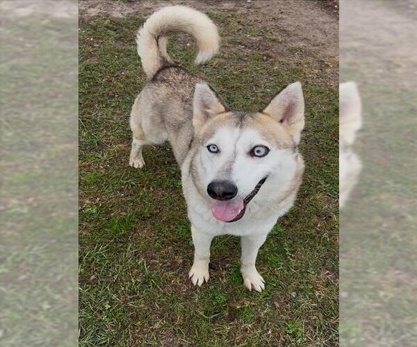 Medium Photo #1 Siberian Husky Puppy For Sale in Conroe, TX, USA