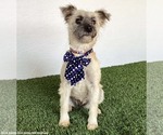 Small #1 Mutt
