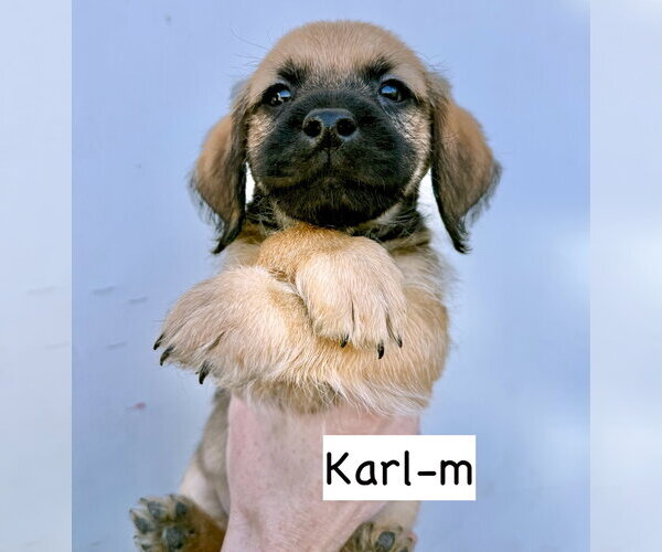 Medium Photo #3 Mutt Puppy For Sale in GILBERTS, IL, USA